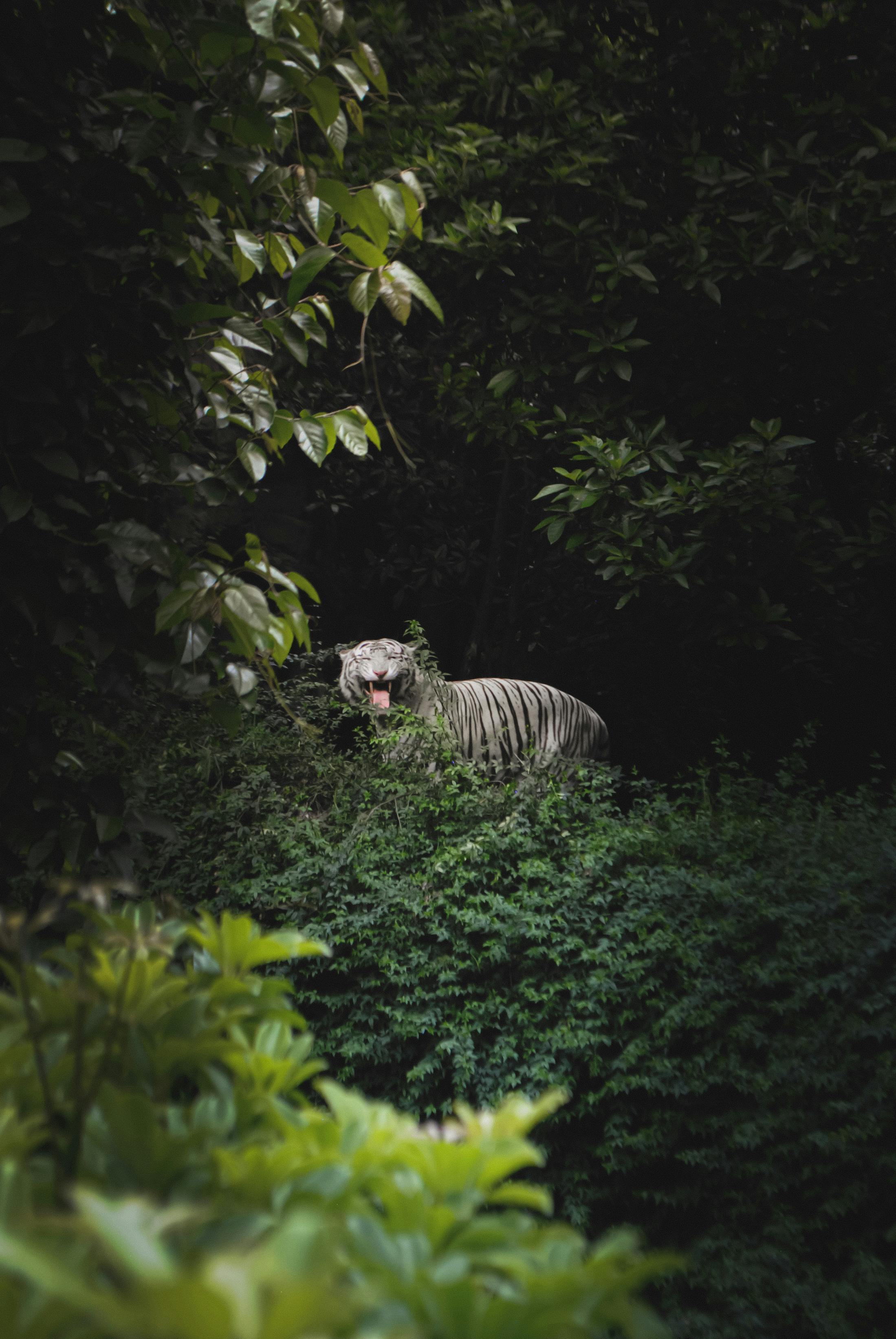 Photo of a Bengal Tiger in a Forest