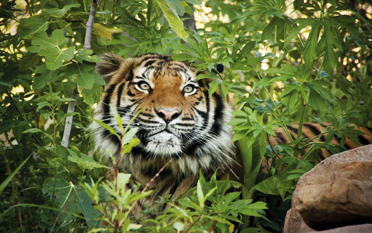 Wallpaper mural tiger in the jungle