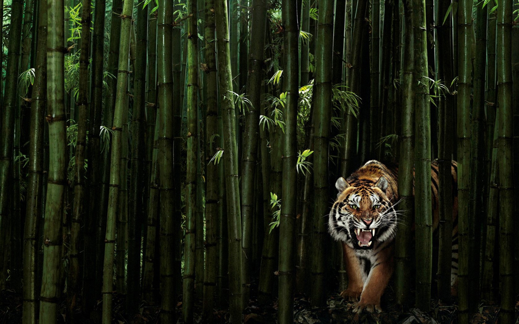Majestic Tiger in the Bamboo Forest