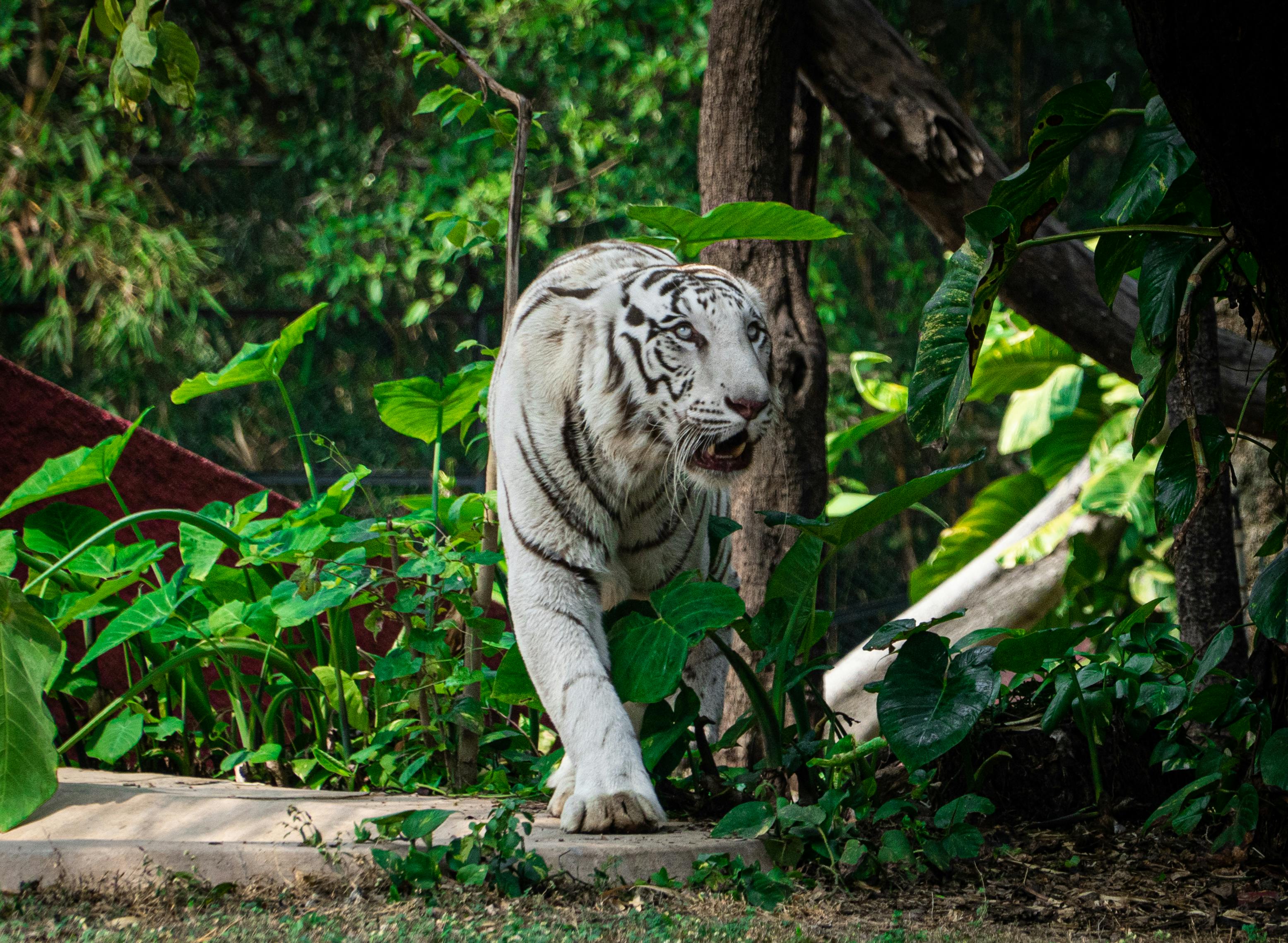 White Bengal Tiger in Jungle · Free