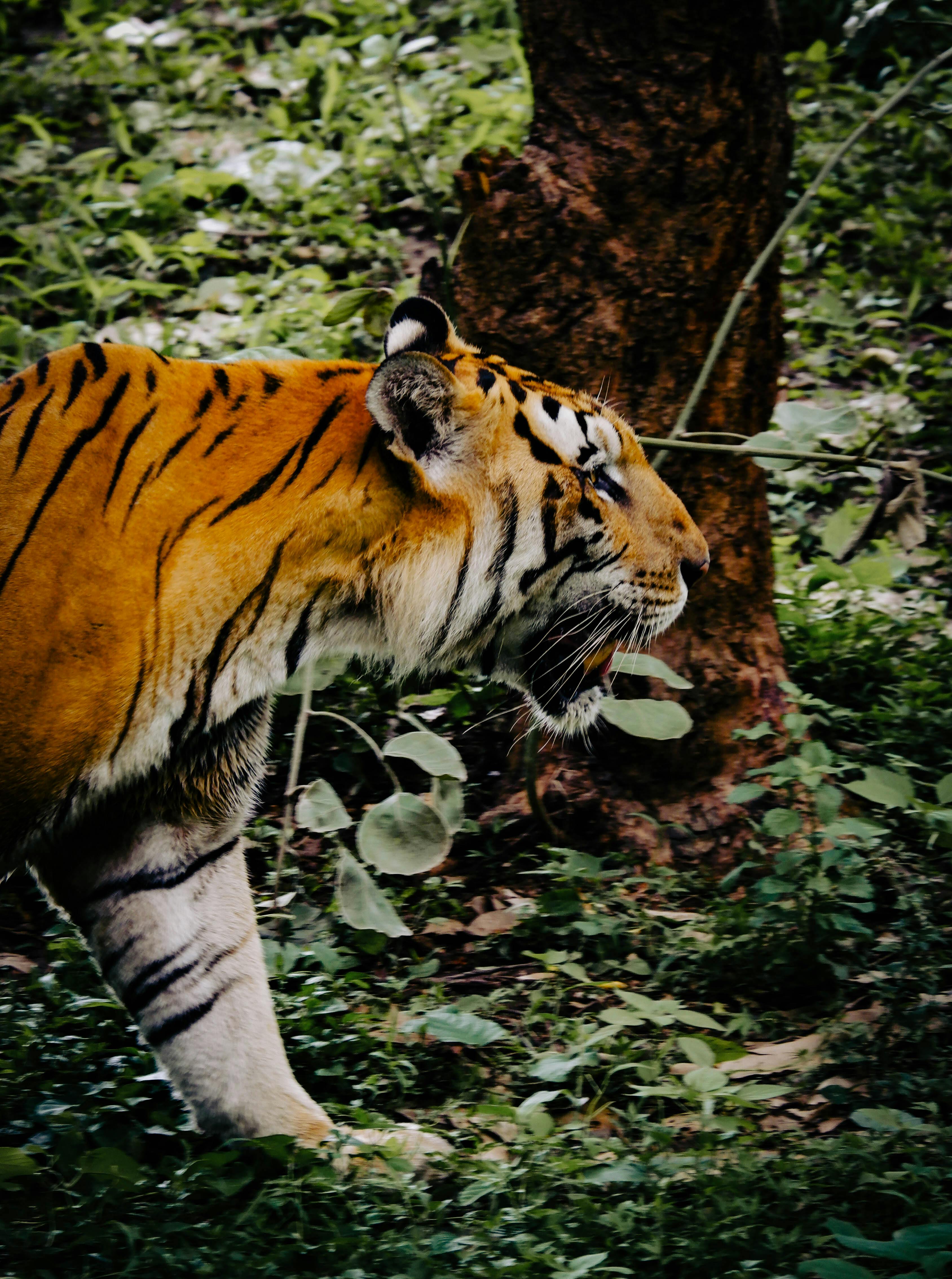 Tiger Walking Near Tree · Free