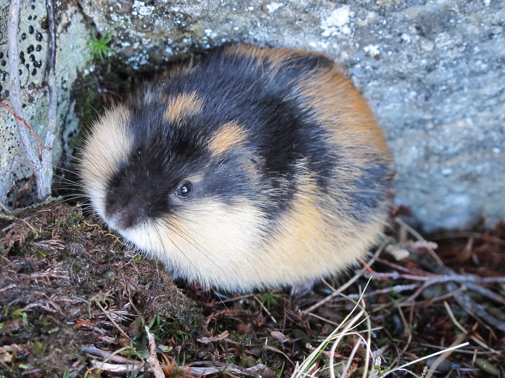 Norwegian Lemming Lemmus lemmus