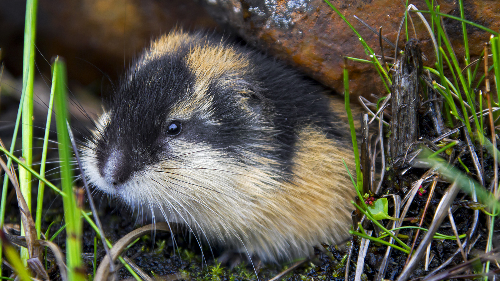 Lemmings Jumping Off Cliffs En Masse Is