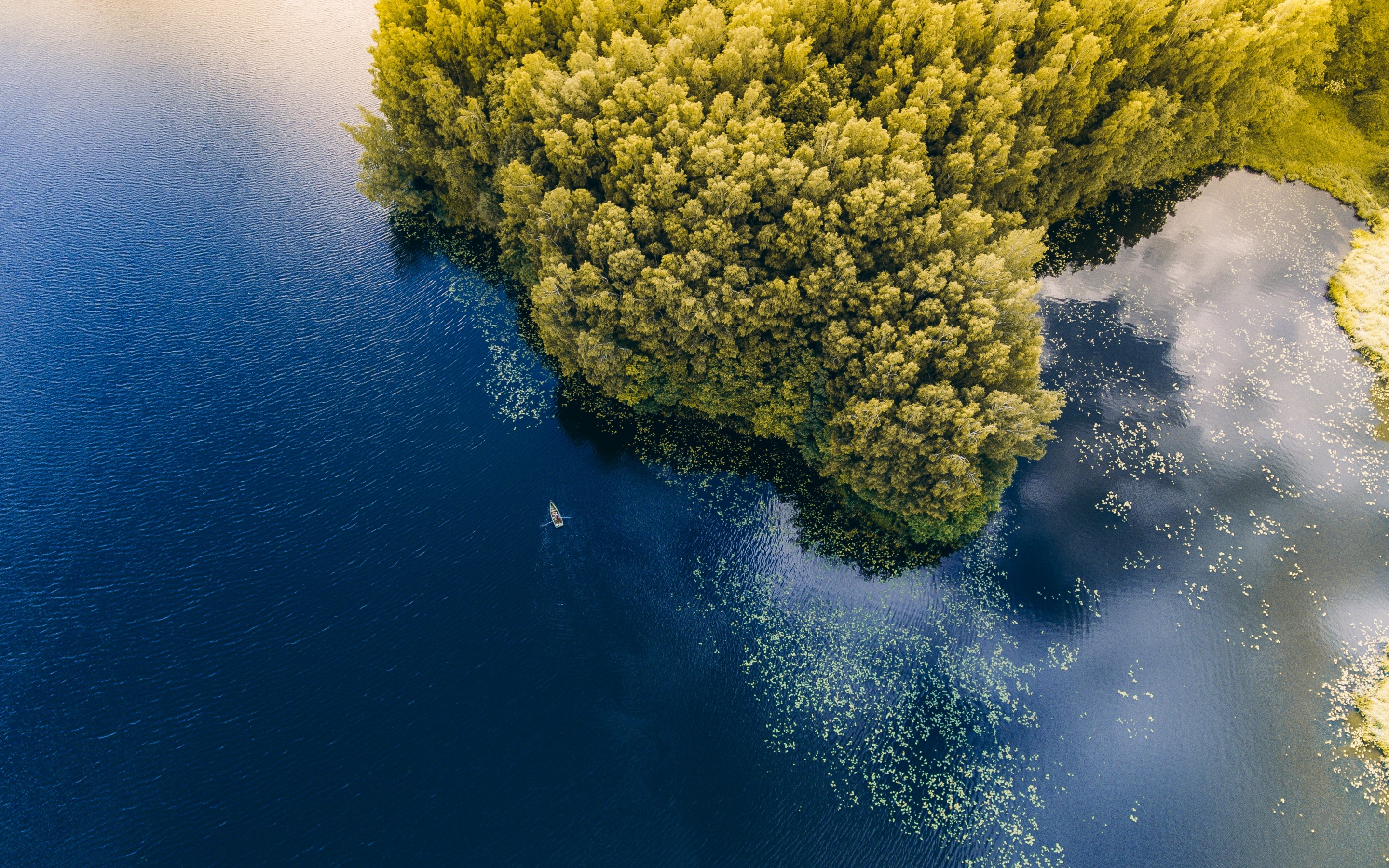 Green Forest Wallpaper 4K, Trees