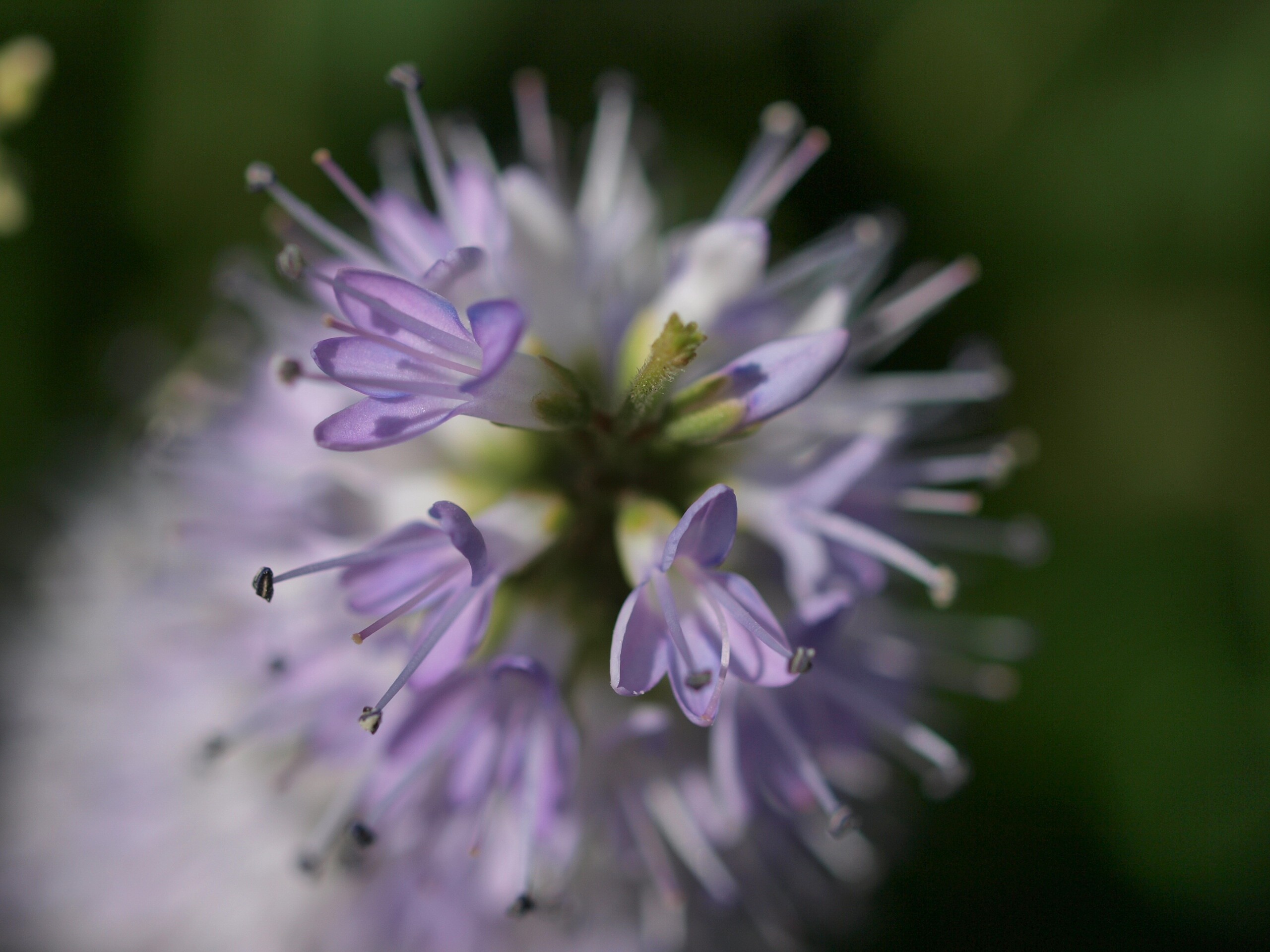 Weekly Photography Challenge Bird's Eye