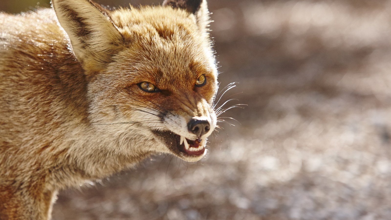 Red Fox Goes on Biting Spree in New