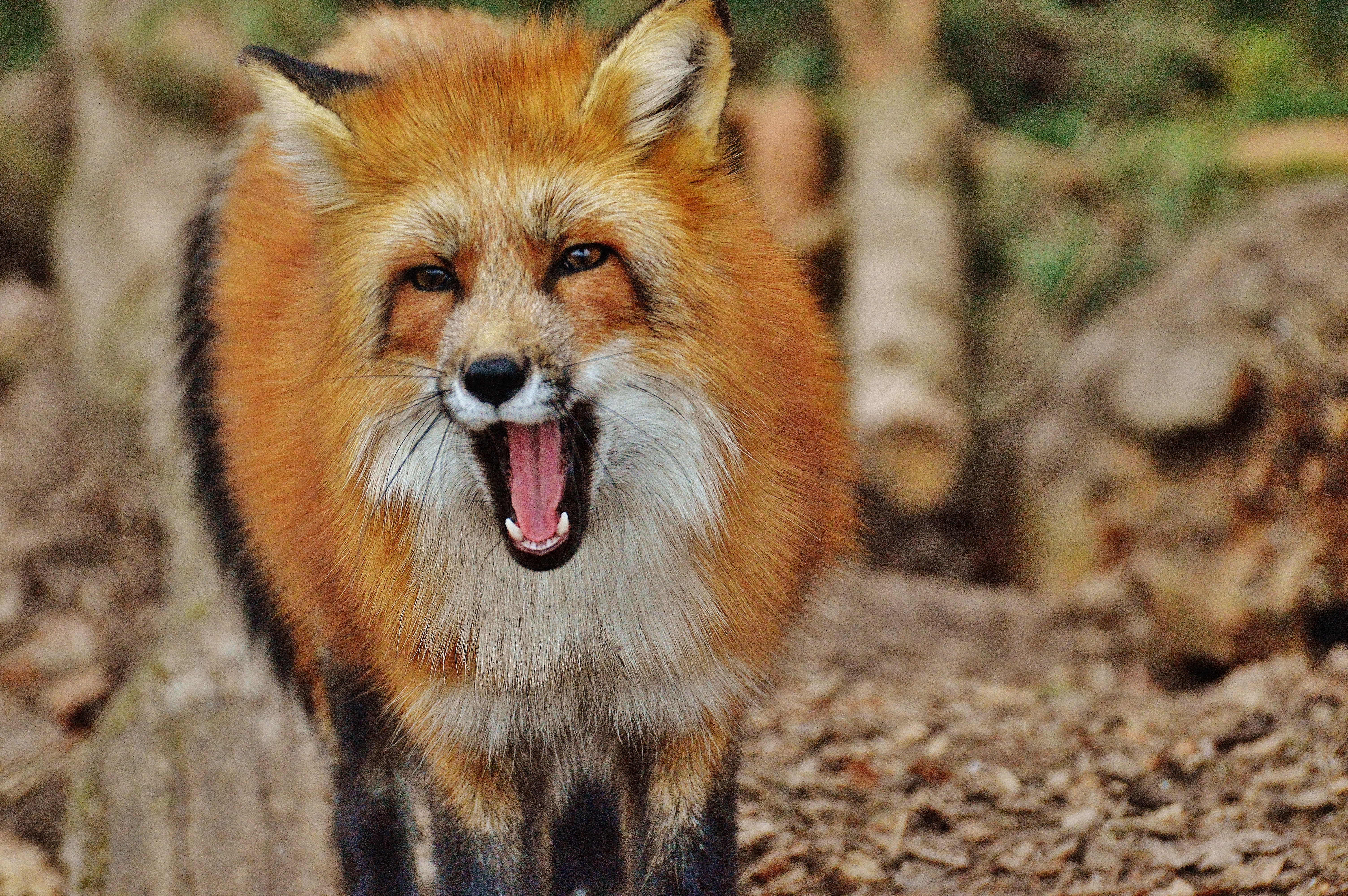 zoo, fauna, red fox, vertebrate, fuchs