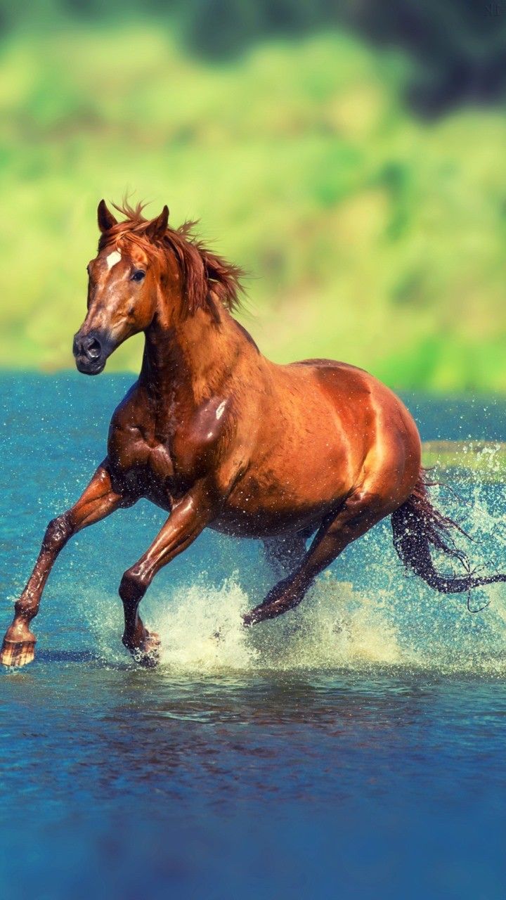 Beautiful Arabian Horses Running through Water
