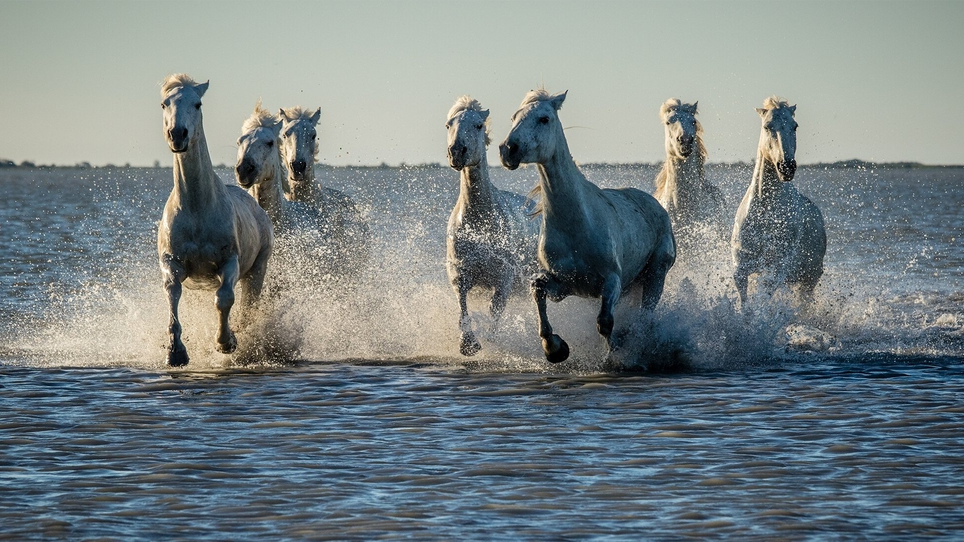Splash Water Animal Horse HD Wallpaper
