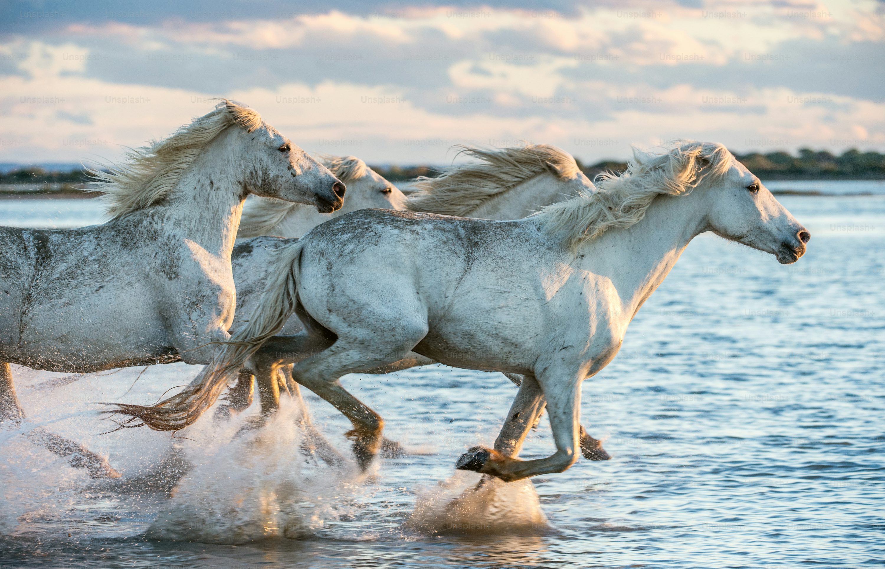 Running Horses Picture. Download Free