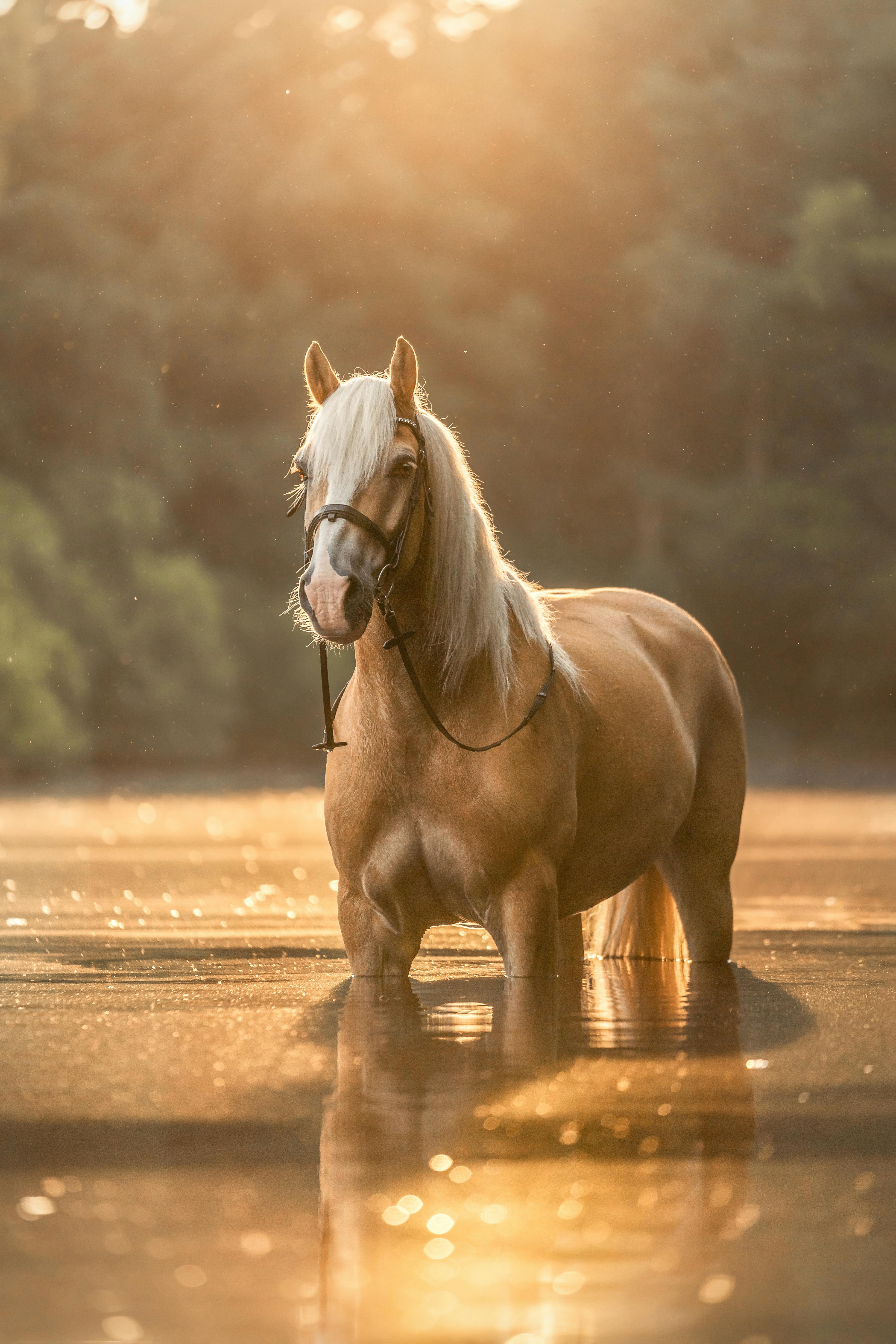 Horse on Shallow Water · Free