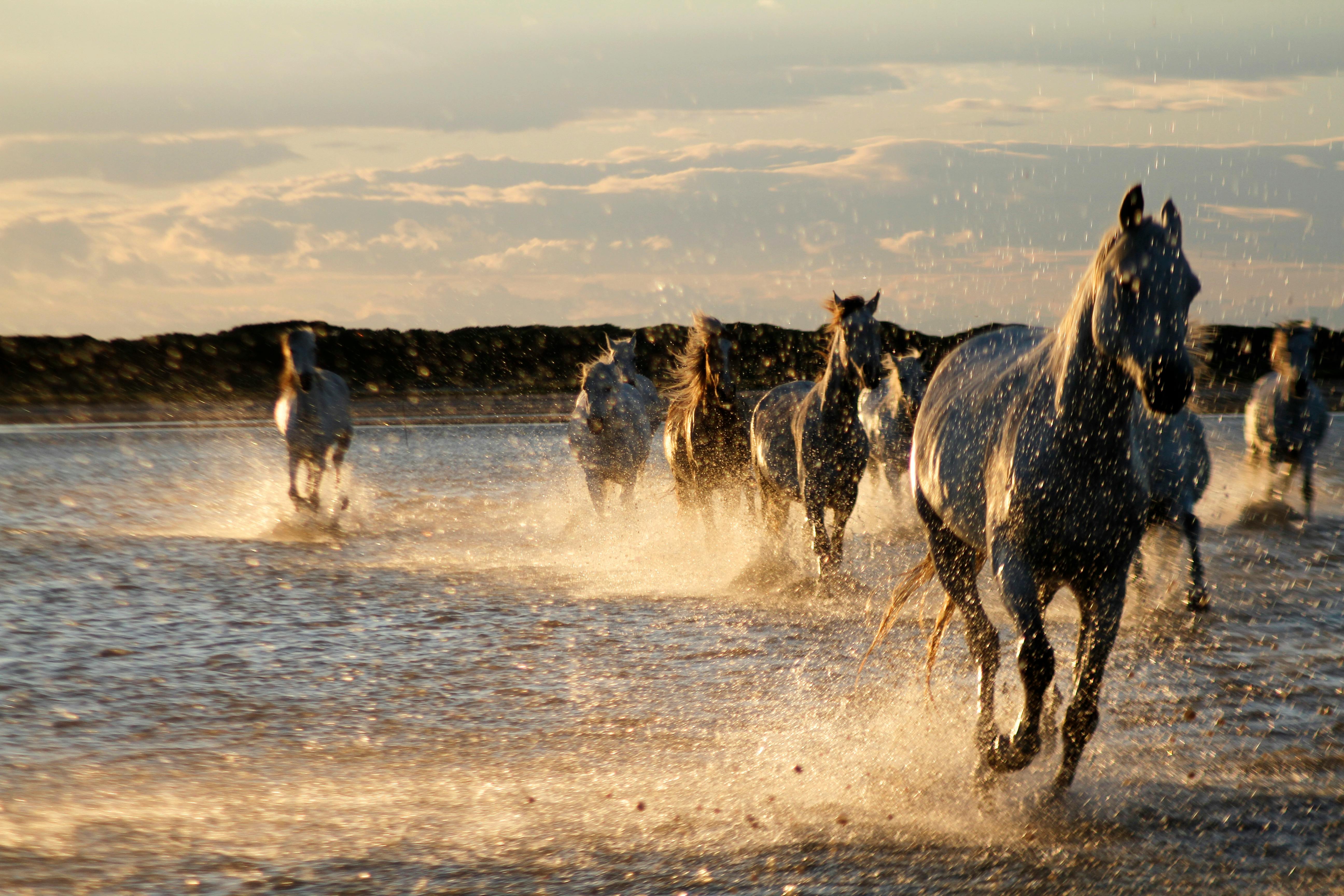 Horses Running on Shallow Water · Free