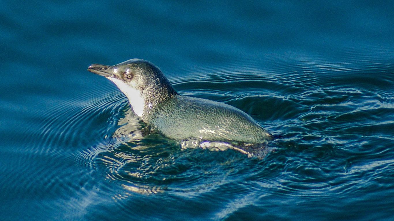 Facts About Little Blue Penguins