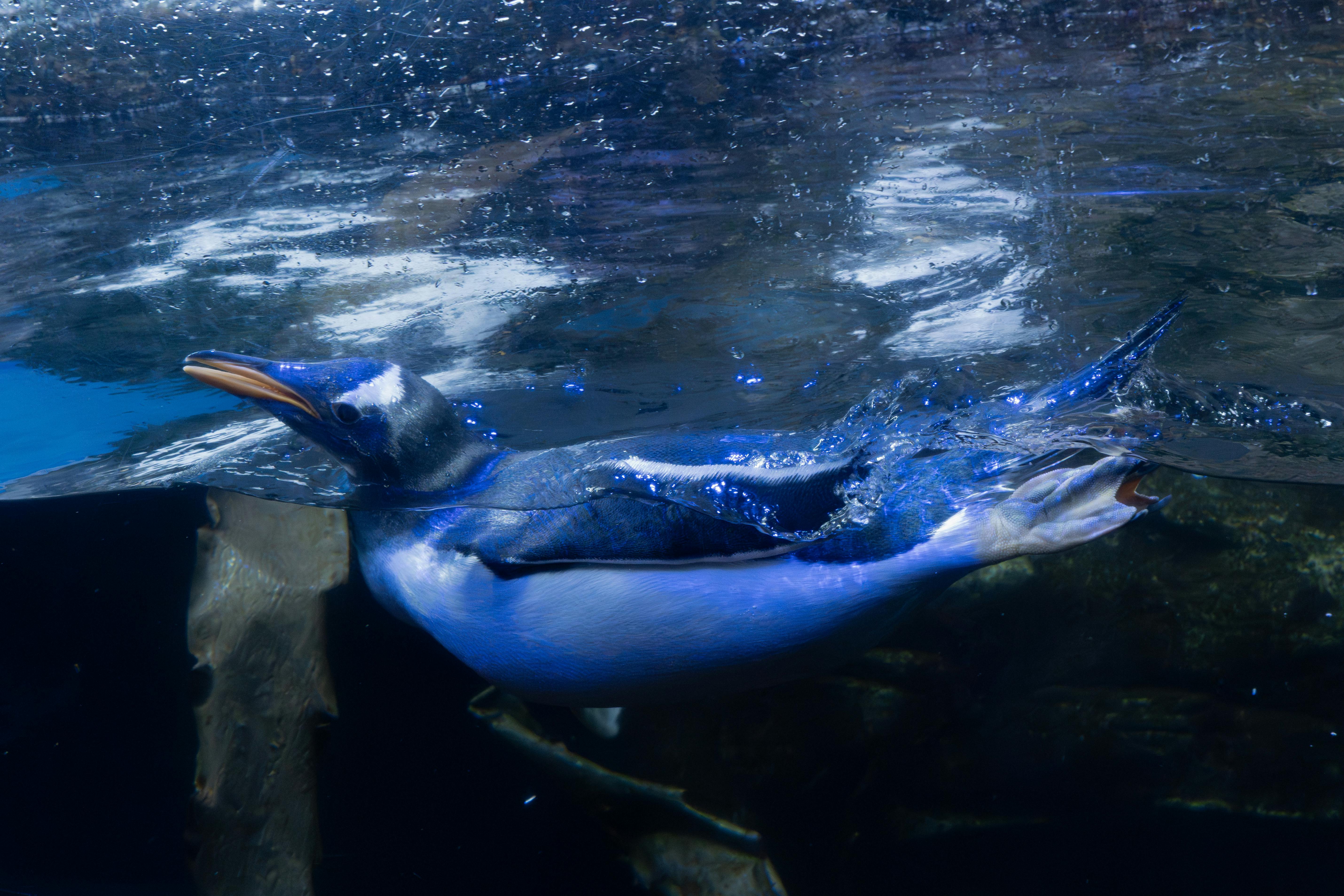 Underwater Photo of Little Blue Penguin