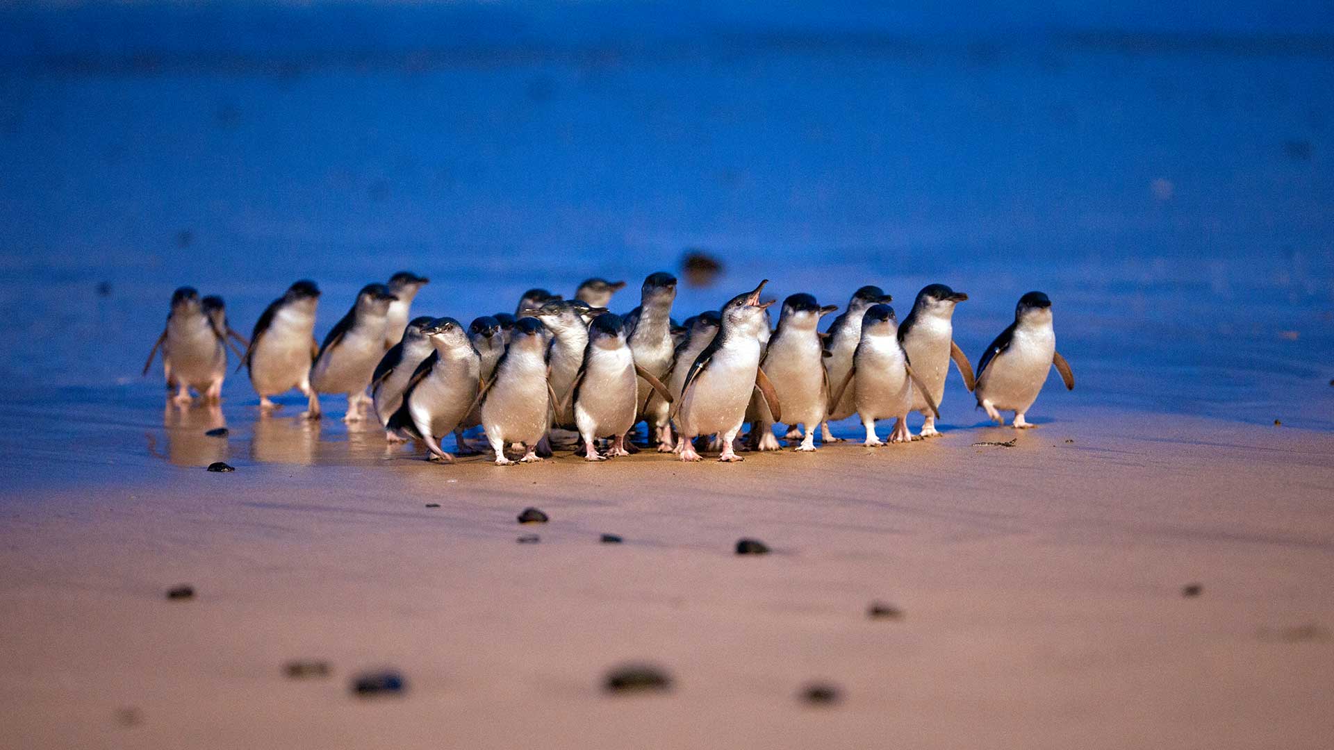Penguin Parade Photo. Phillip Island