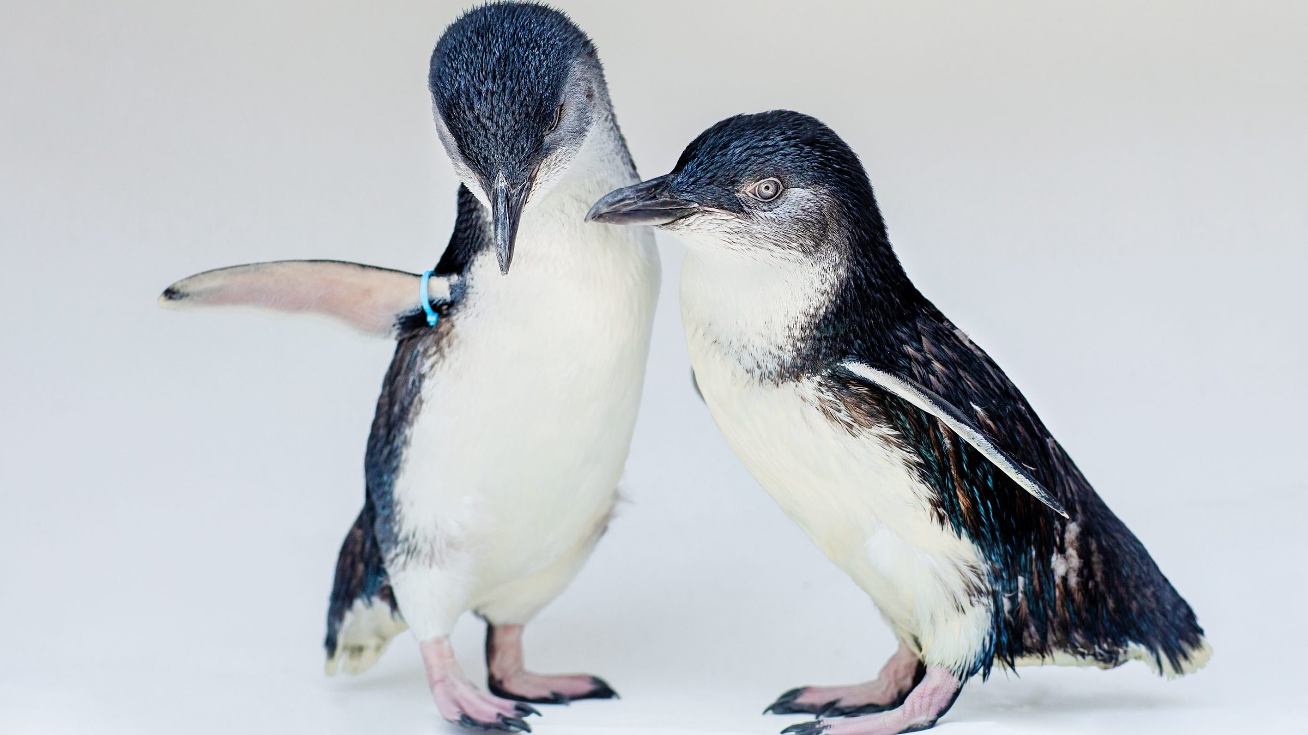 Blue Penguins coming to Birch Aquarium