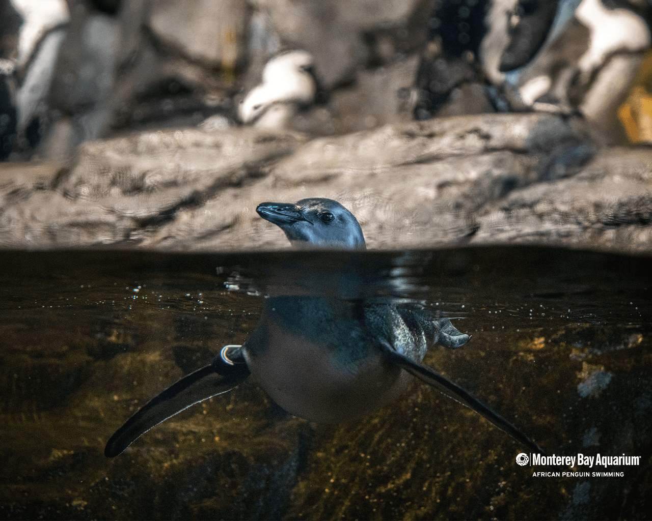 African penguin swimming wallpaper