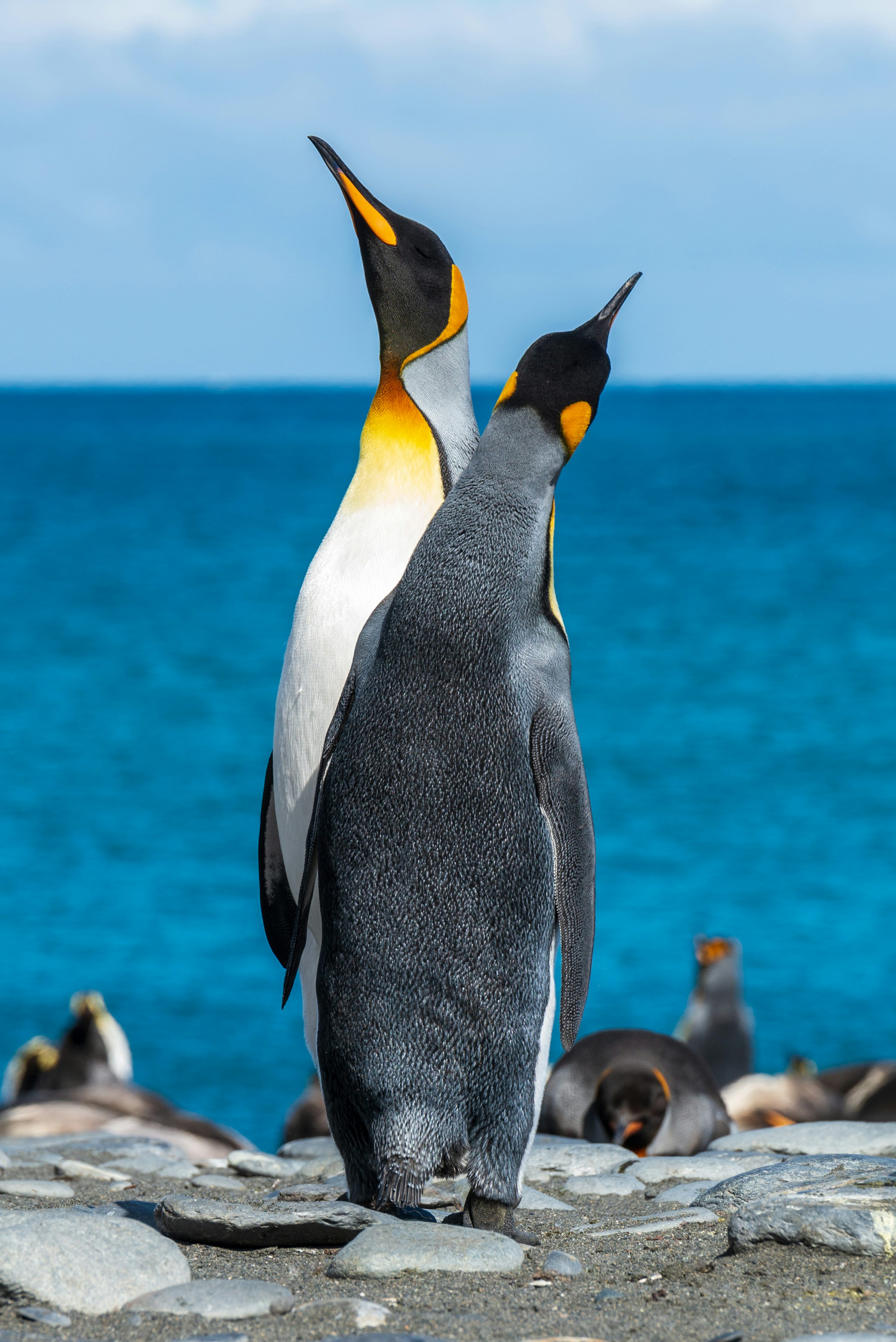 Best Penguin Picture HD