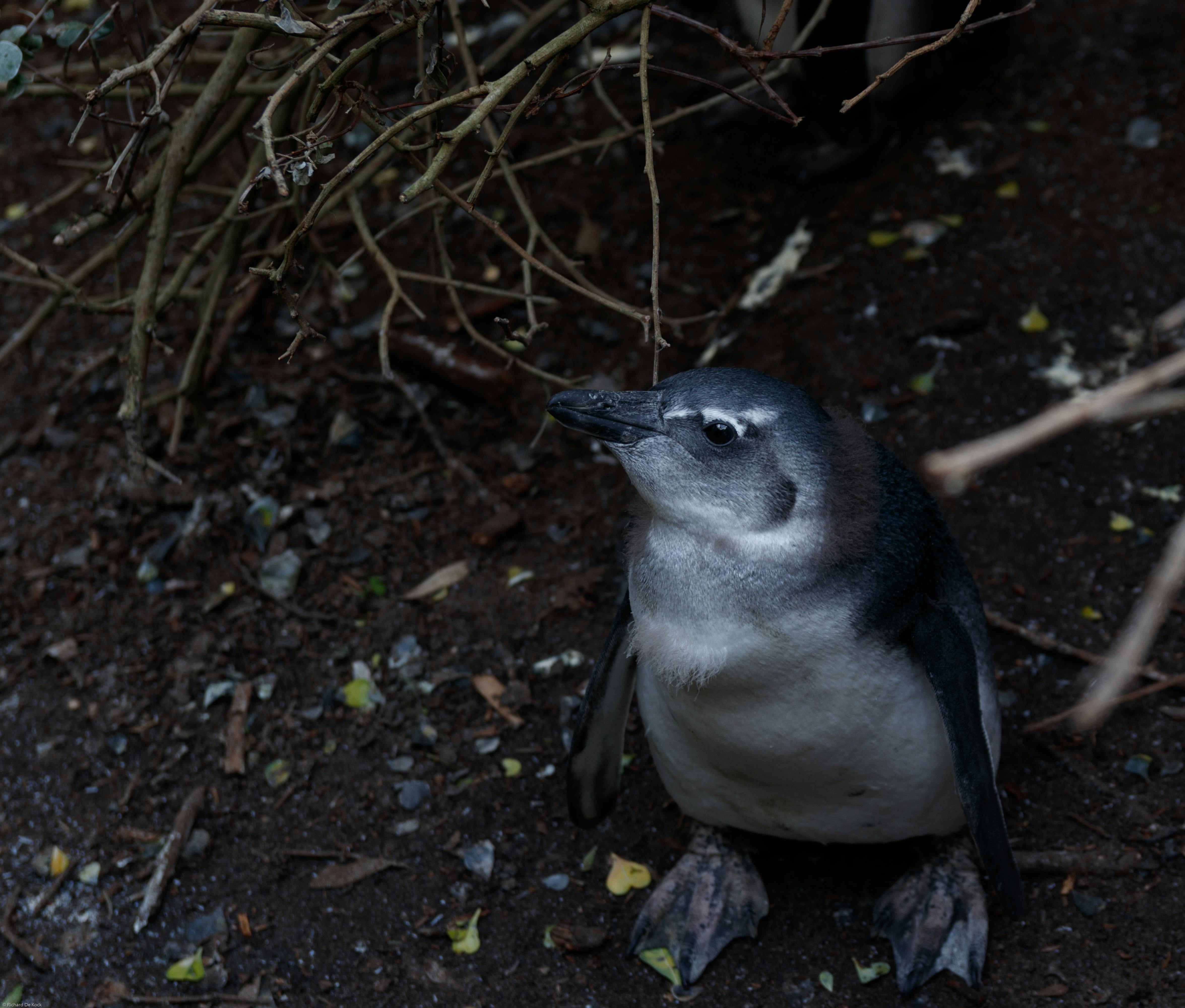 Photo of a Penguin · Free