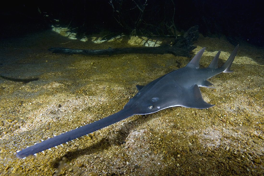 sawfish image Biodiversity