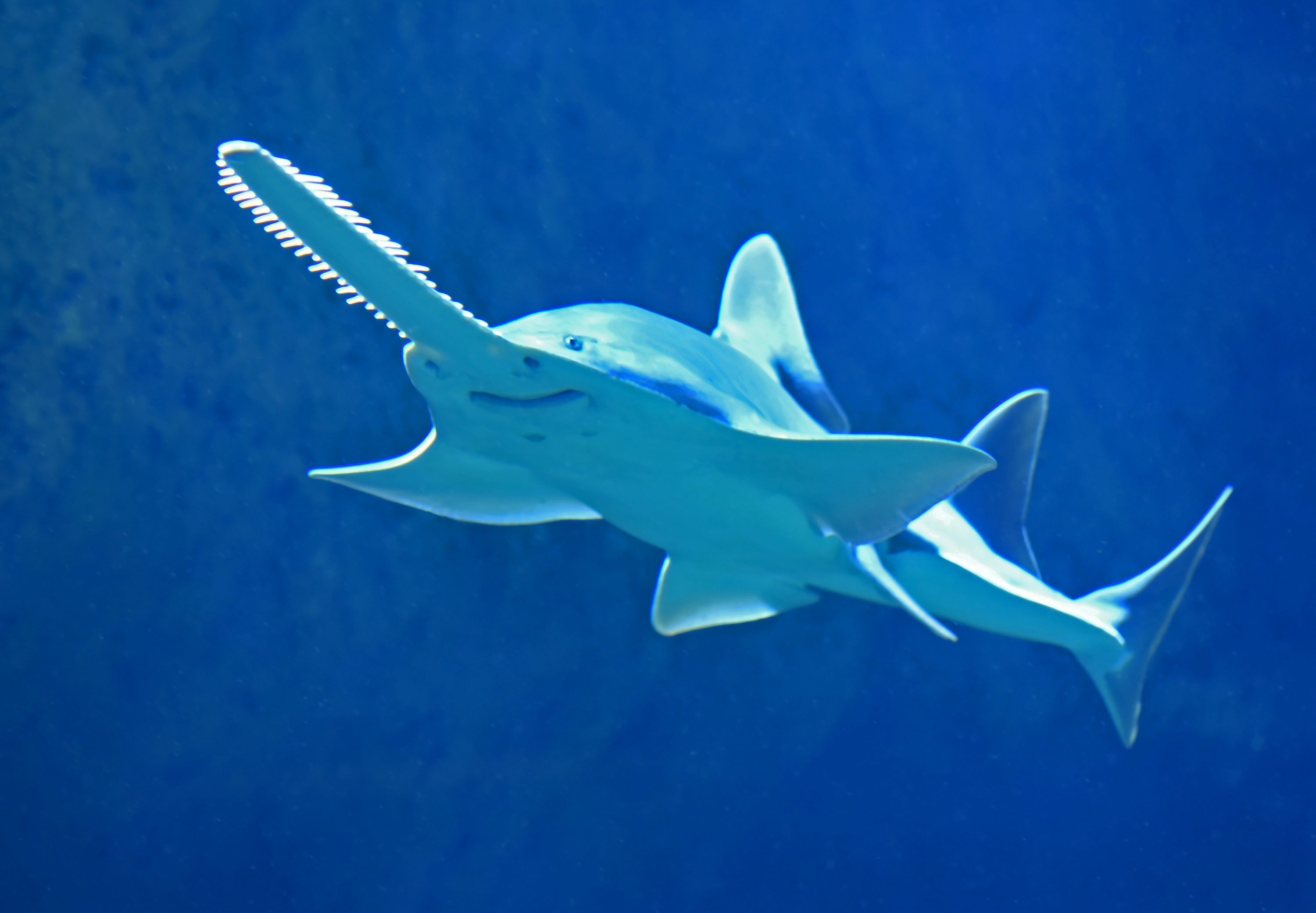 Saw shark photo