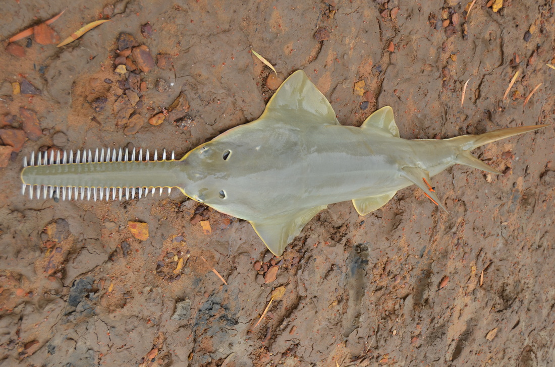 sawfish image Biodiversity