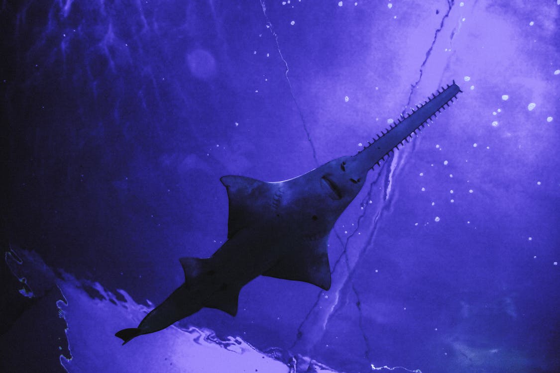Sawfish in Blue Water · Free