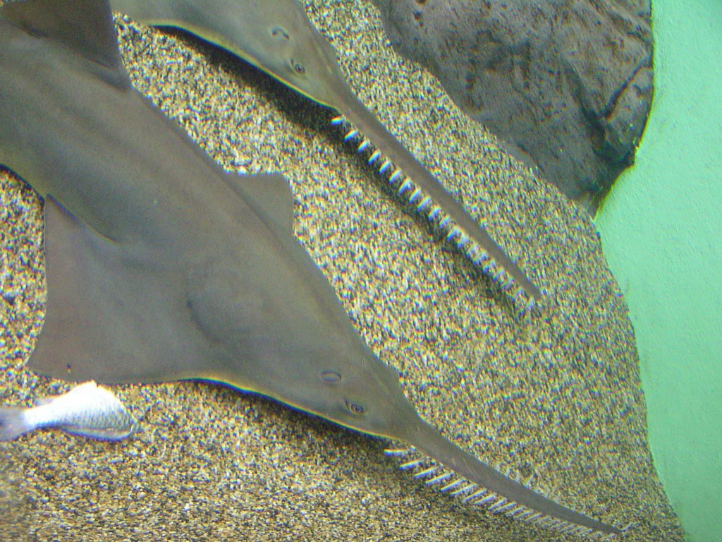 Sawfish Wallpaper