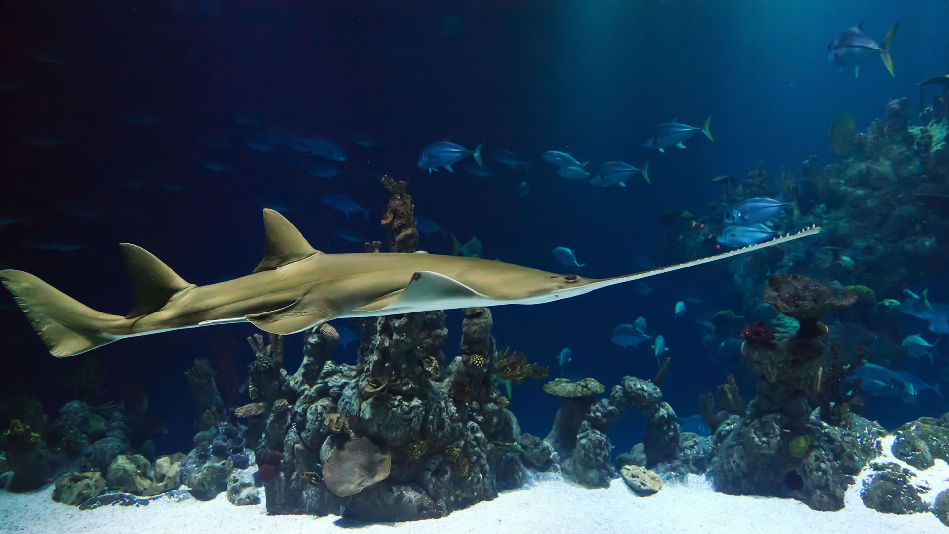 Carpenter Shark Sawfish Animal Fish
