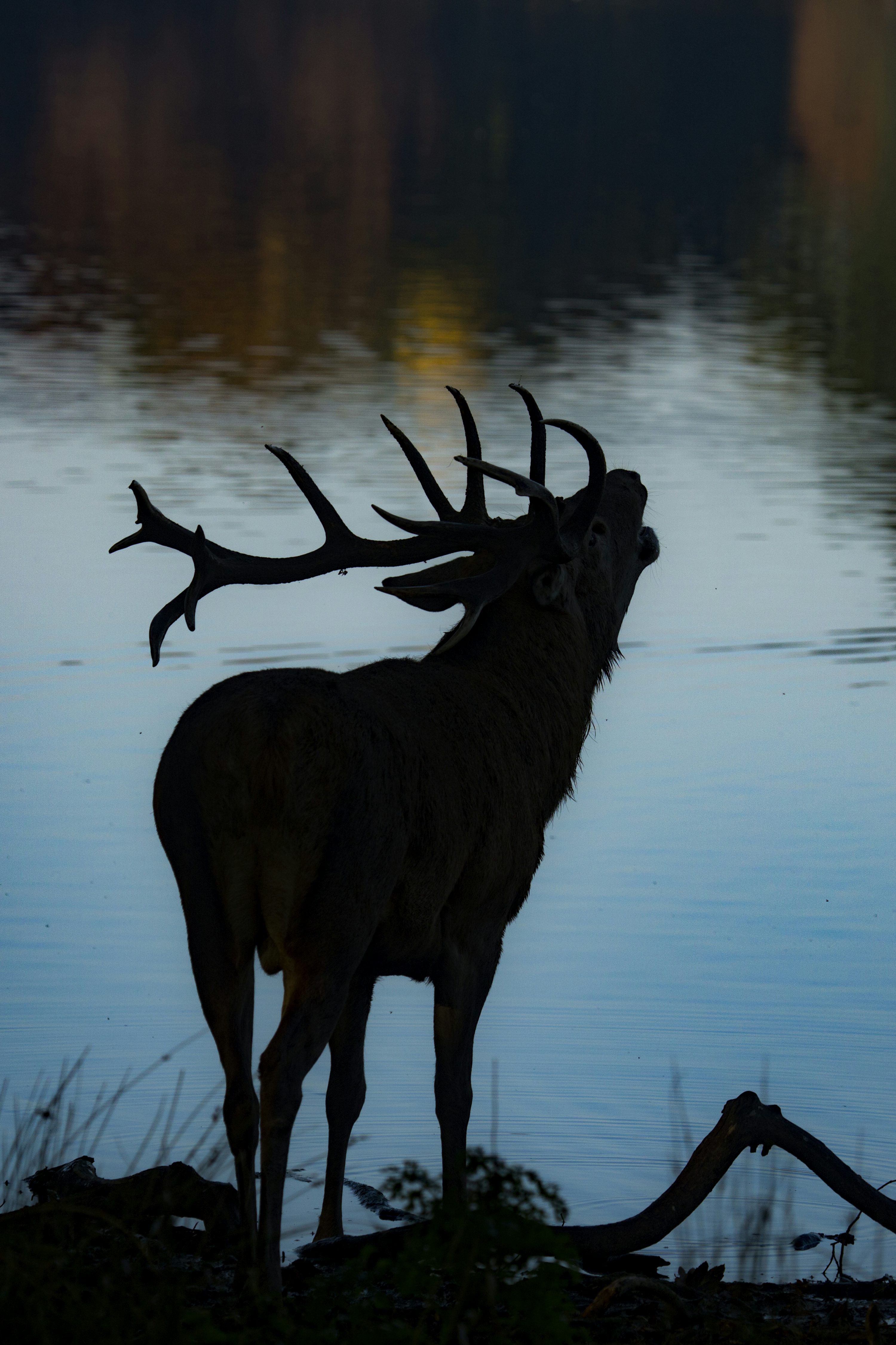 Silhouette of deer beside body of water