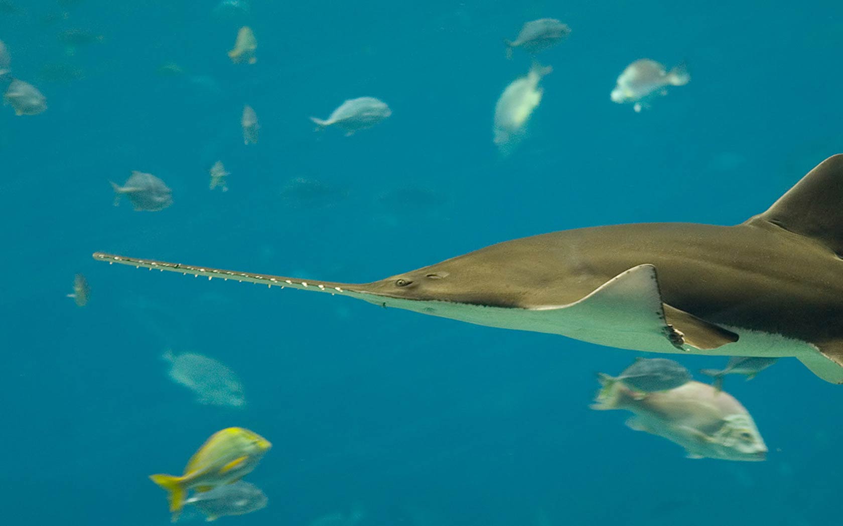 Free Sawfish Wallpaper download