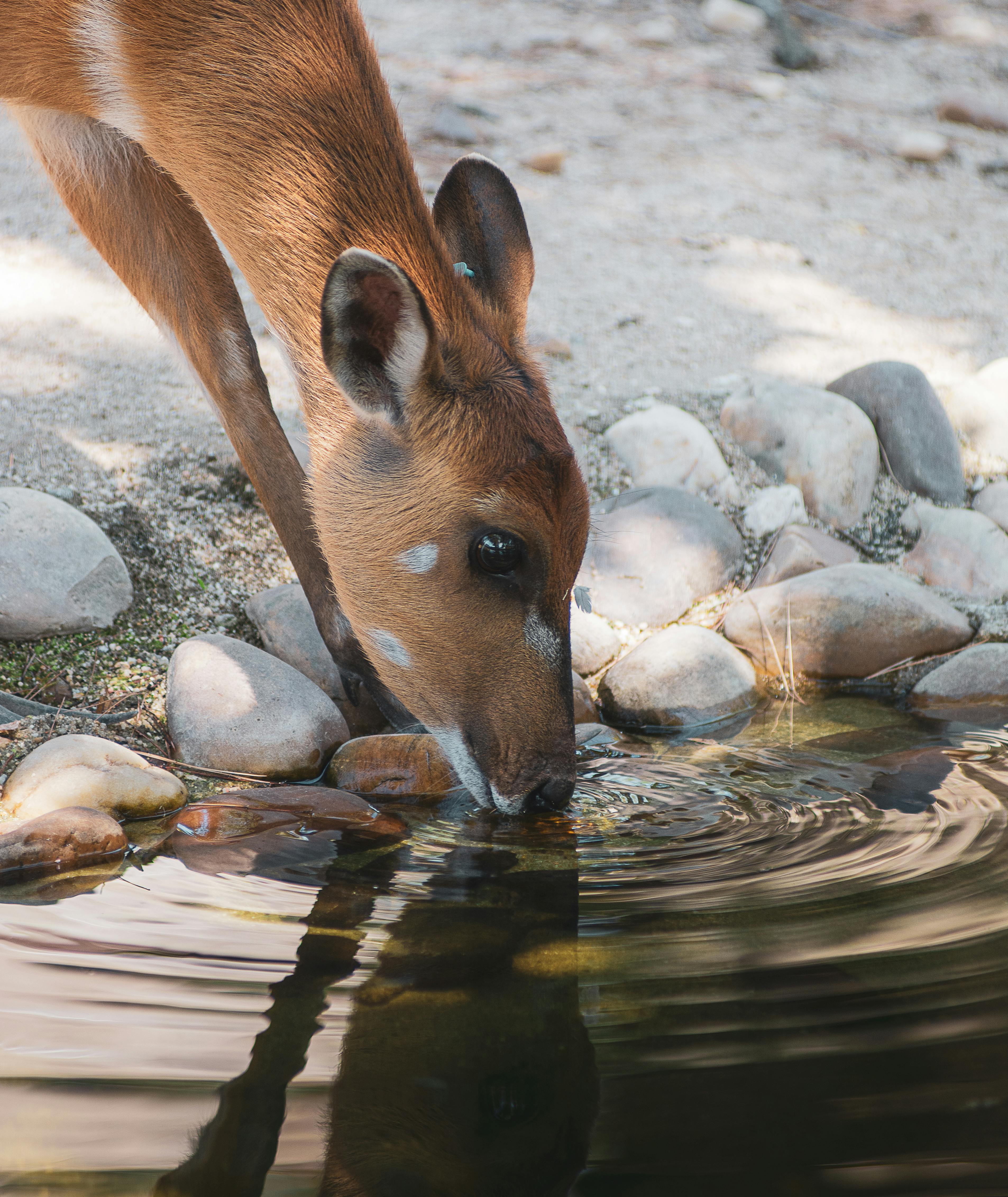 Deer Drinking Water · Free