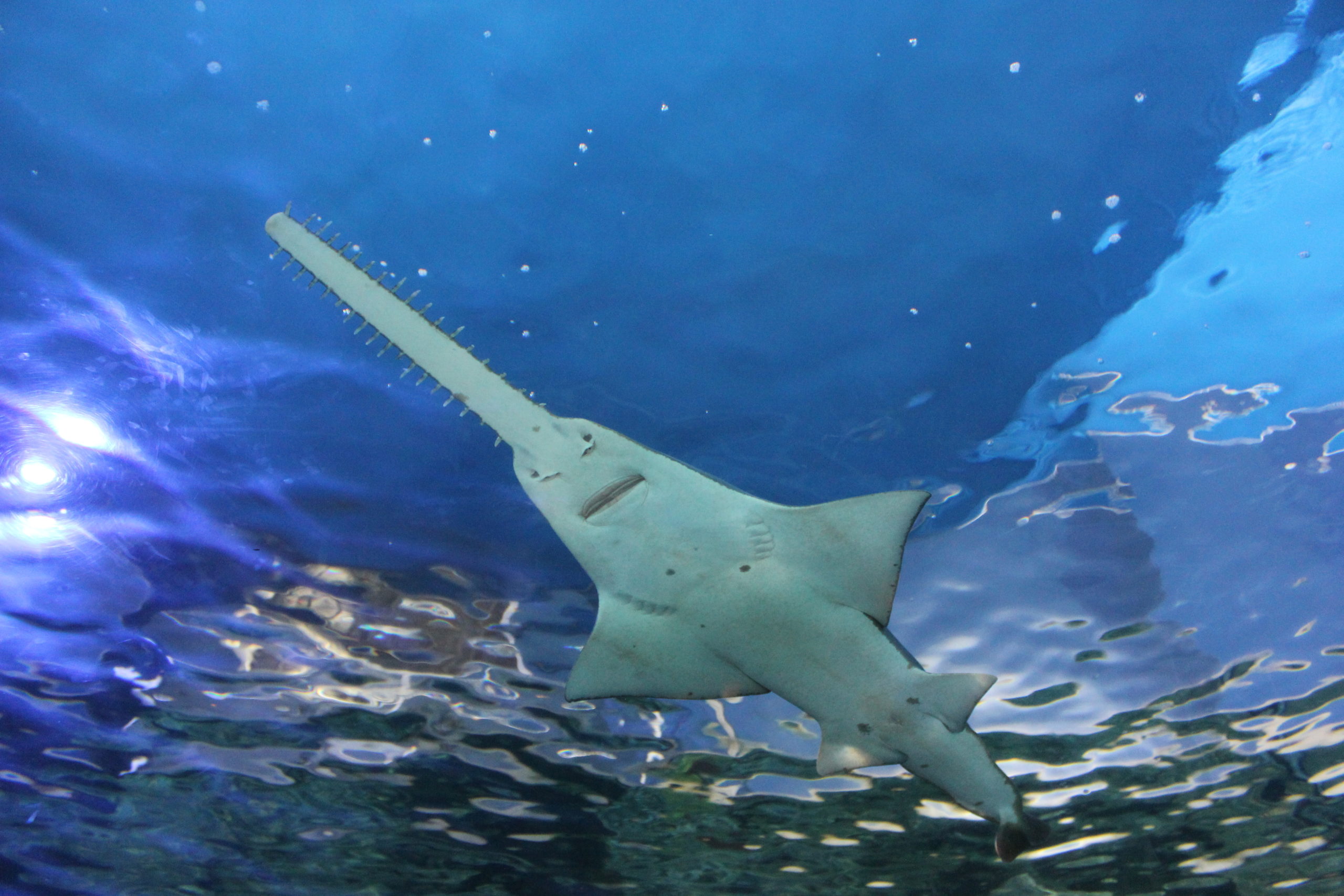 Sea Wonder: Smalltooth Sawfish