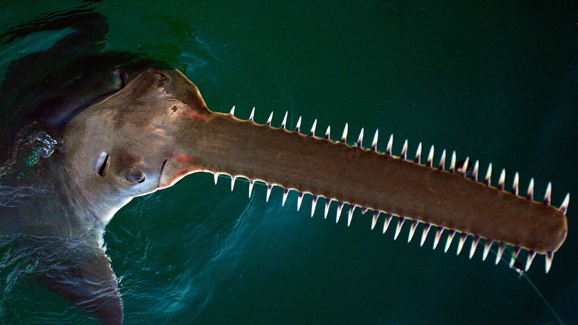 Smalltooth sawfish in Florida are