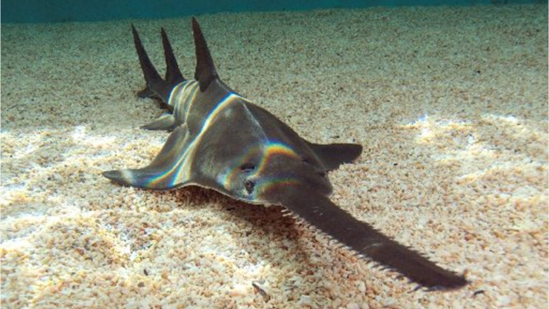 Fishing report: Sawfish have been seen