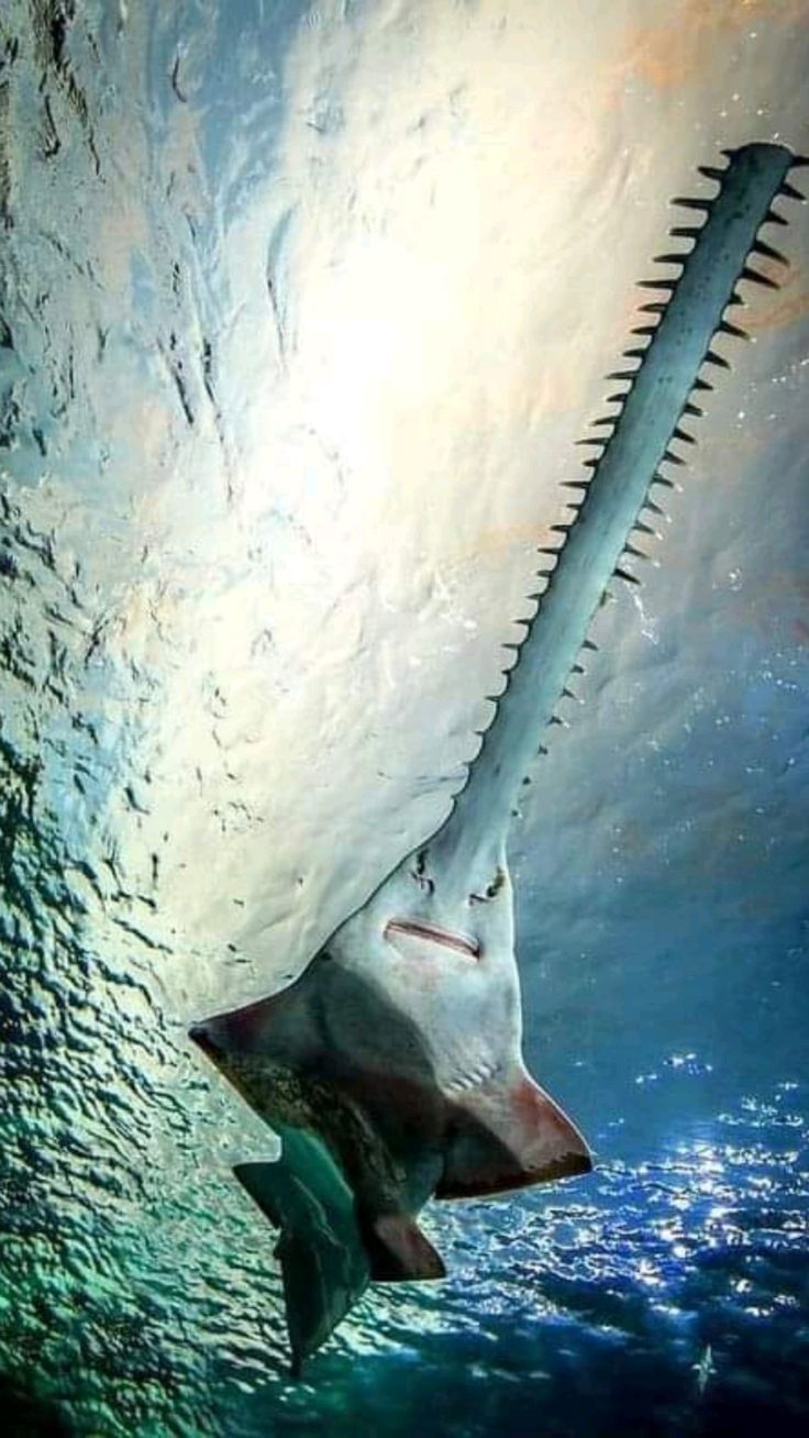 Incredible photo of a Sawfish viewed