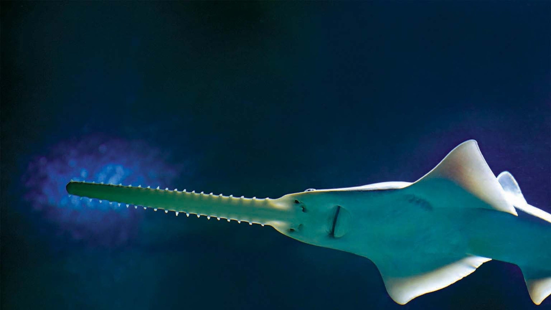 Ancient Sawfish Help to Illuminate Our