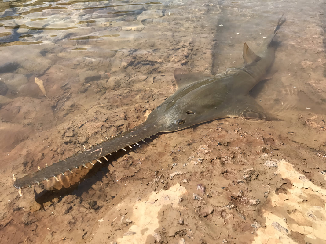 Sawfish Image and Captions for Media