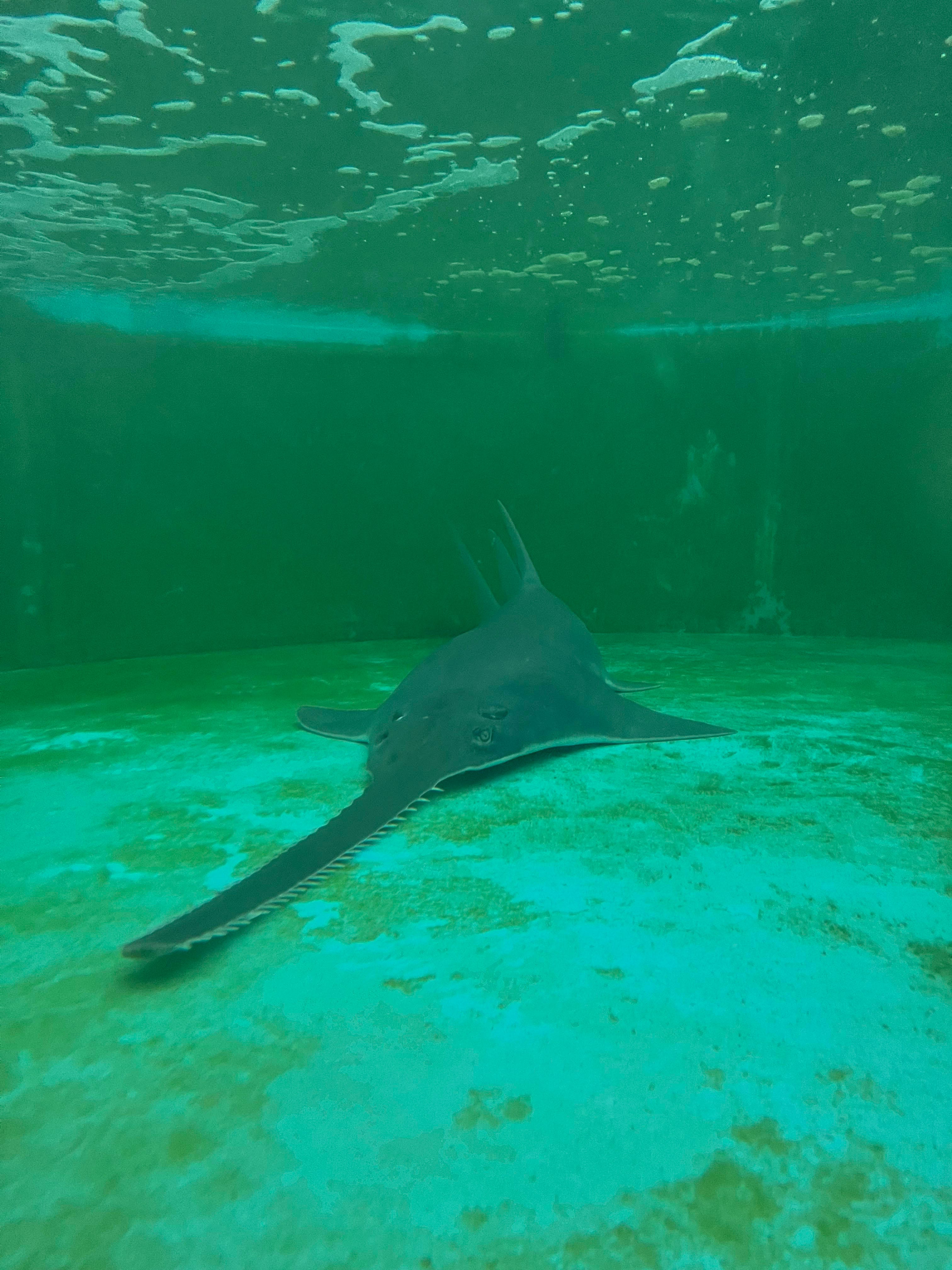 Photos of endangered smalltooth sawfish