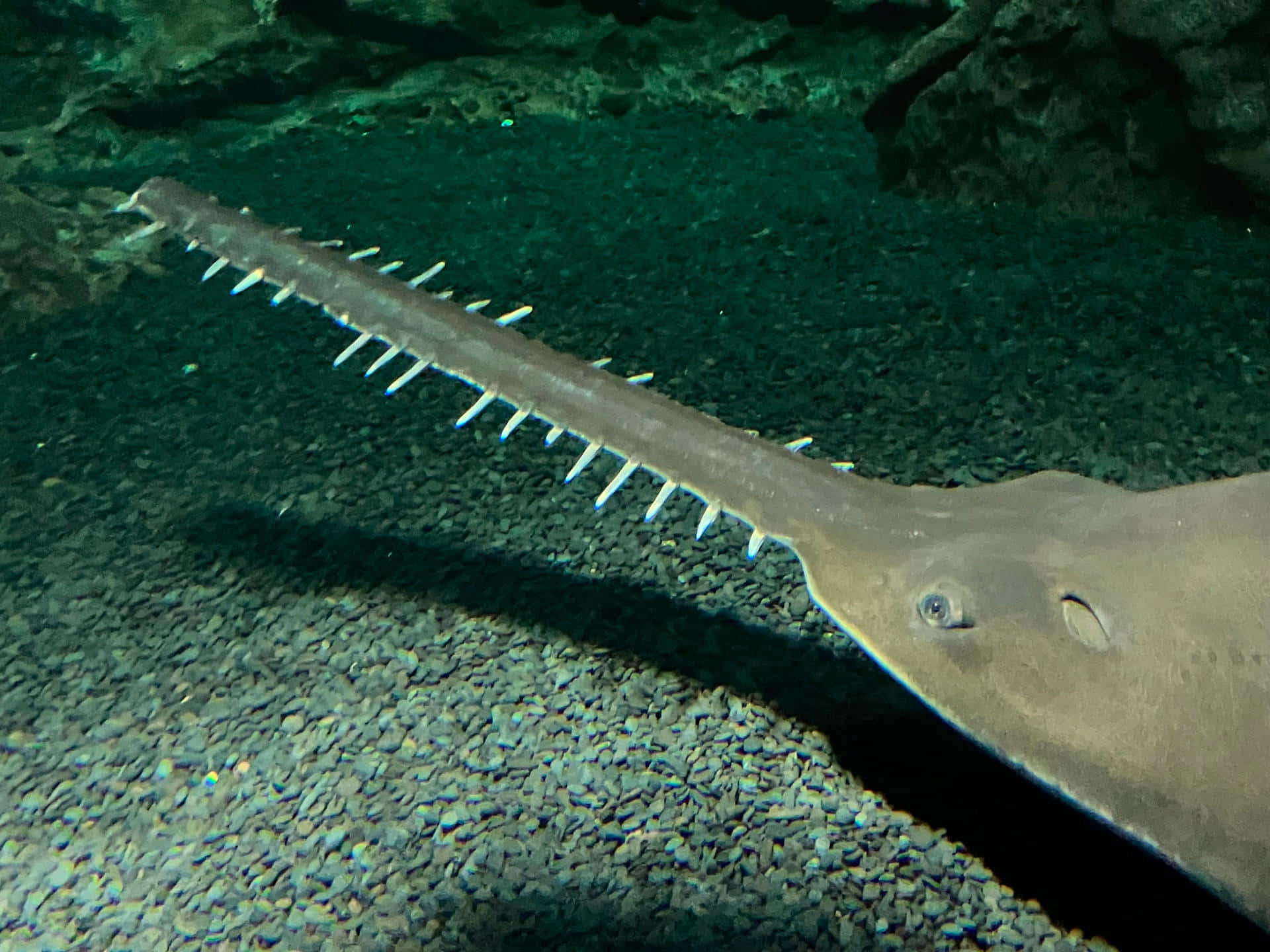 Sawfish Wallpaper