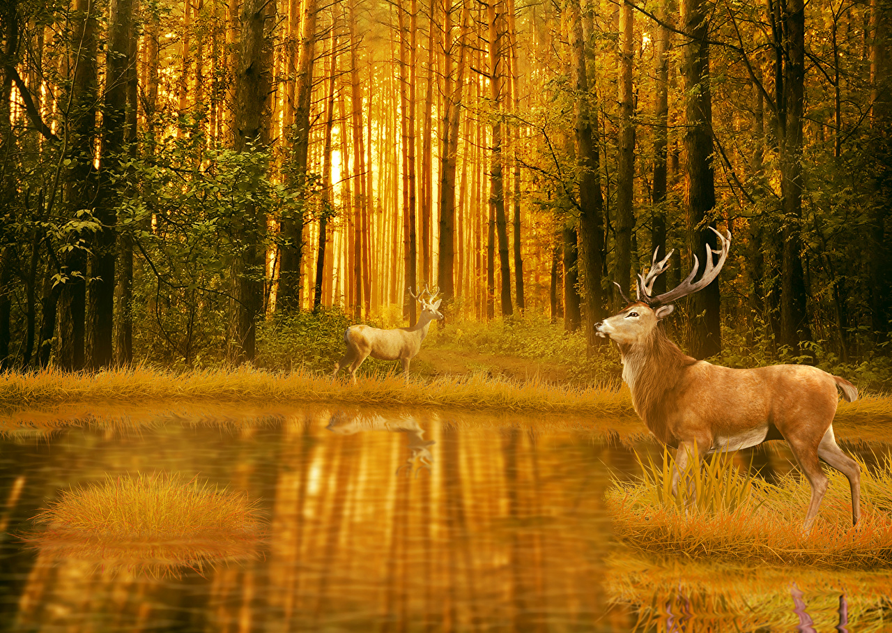 Desktop Wallpaper Deer Two Nature