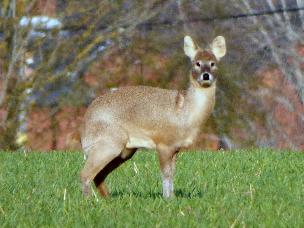 Chinese water deer Hydropotes inermis