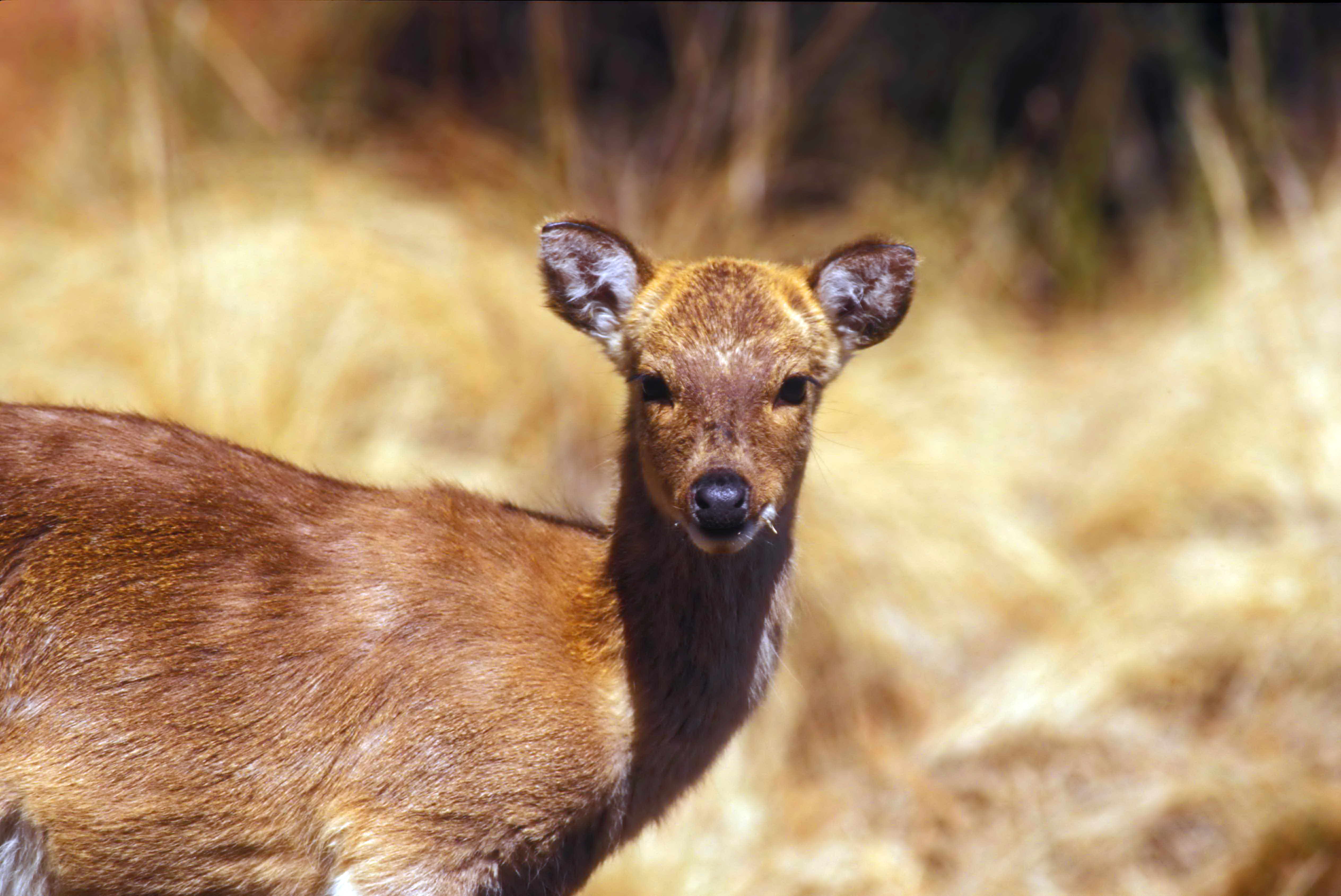 Chinese water deer: Why they grow fangs
