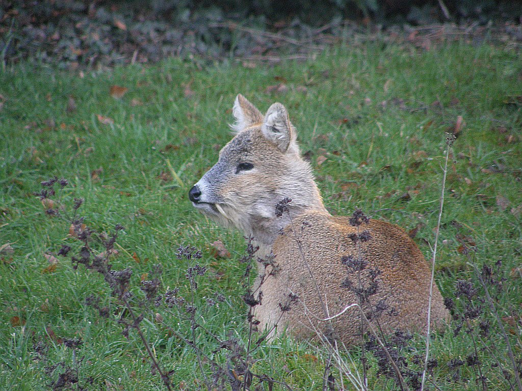 Chinese Water Deer