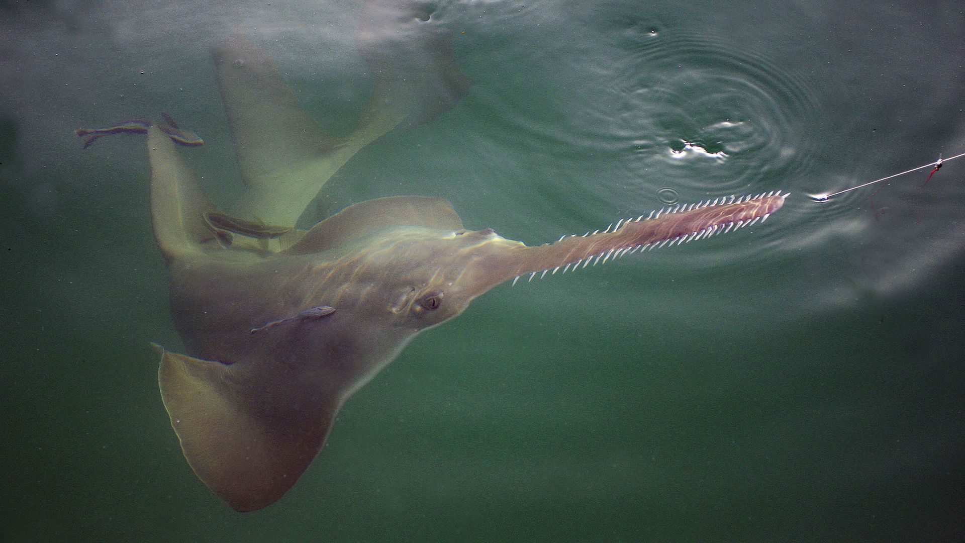 South Florida Sawfish Die Off Hits