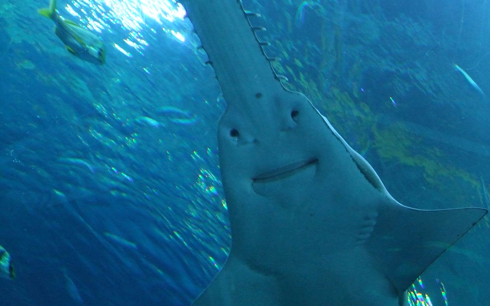Sawfish Wallpaper