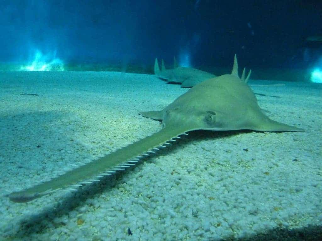 Giant sawfish exhibit virgin birth