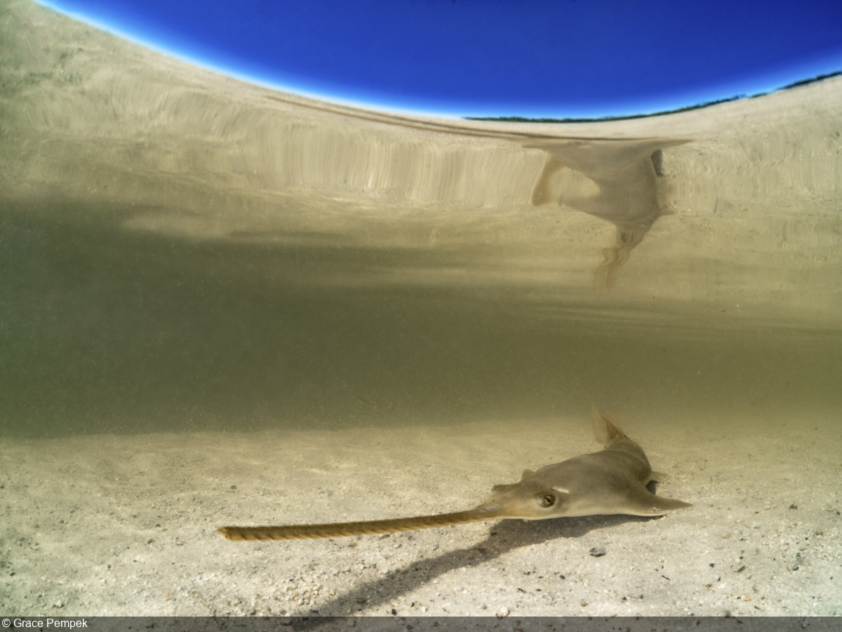 Behind the Shot: Sawfish Split