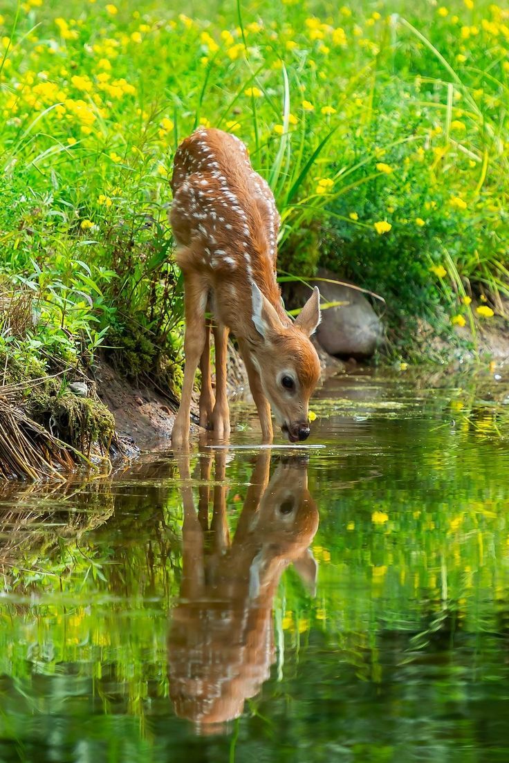 White Tailed Deer Fawn Drinking