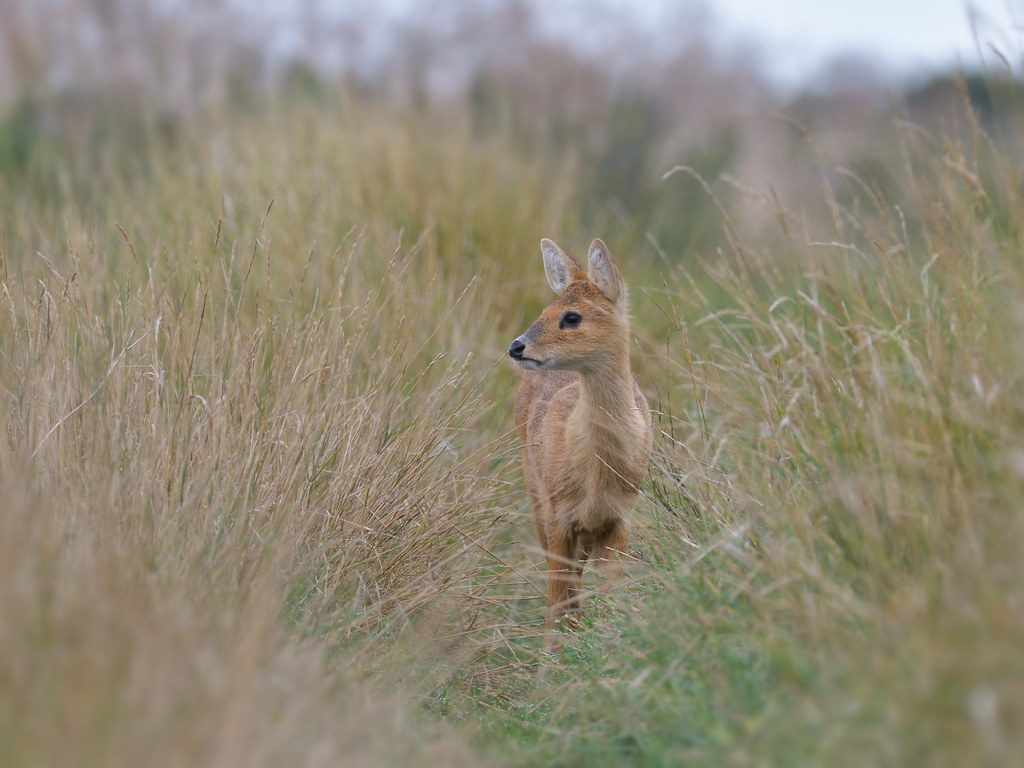 Chinese Water Deer Hydropotes inermis